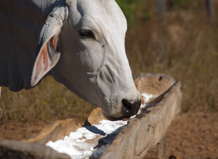 Nutrição Animal