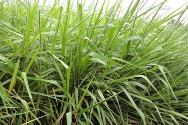B. Ruziziensis cv. Ruziziensis