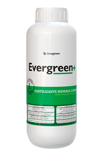 Evergreen +