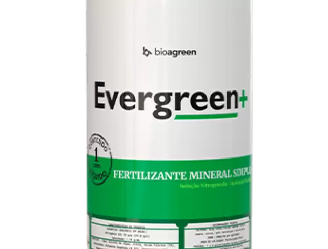 Evergreen +